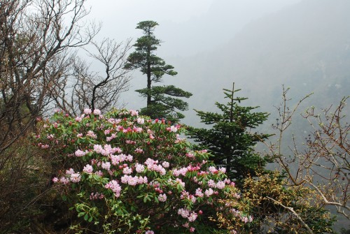 秦岭杜鹃花图片